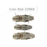 Elateridae sp. China, Guizhou, Bijie, Jinsha county. 3Pcs. Cole-Elat-22068.
