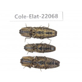 Elateridae sp. China, Guizhou, Bijie, Jinsha county. 3Pcs. Cole-Elat-22068.