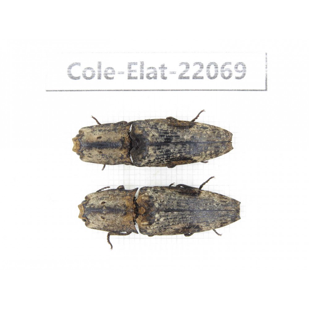Elateridae sp. China, Guizhou, Bijie, Jinsha county. 2Pcs. Cole-Elat-22069.
