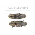 Elateridae sp. China, Guizhou, Bijie, Jinsha county. 2Pcs. Cole-Elat-22069.