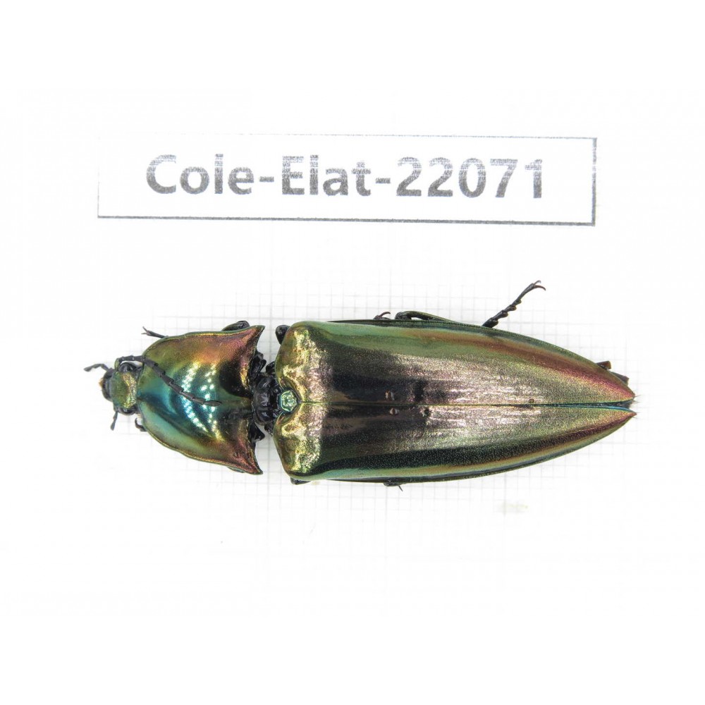 Elateridae sp. China, Guizhou, Qiandongnan, Rongjiang county. 1Pcs. Cole-Elat-22071.