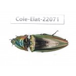 Elateridae sp. China, Guizhou, Qiandongnan, Rongjiang county. 1Pcs. Cole-Elat-22071.