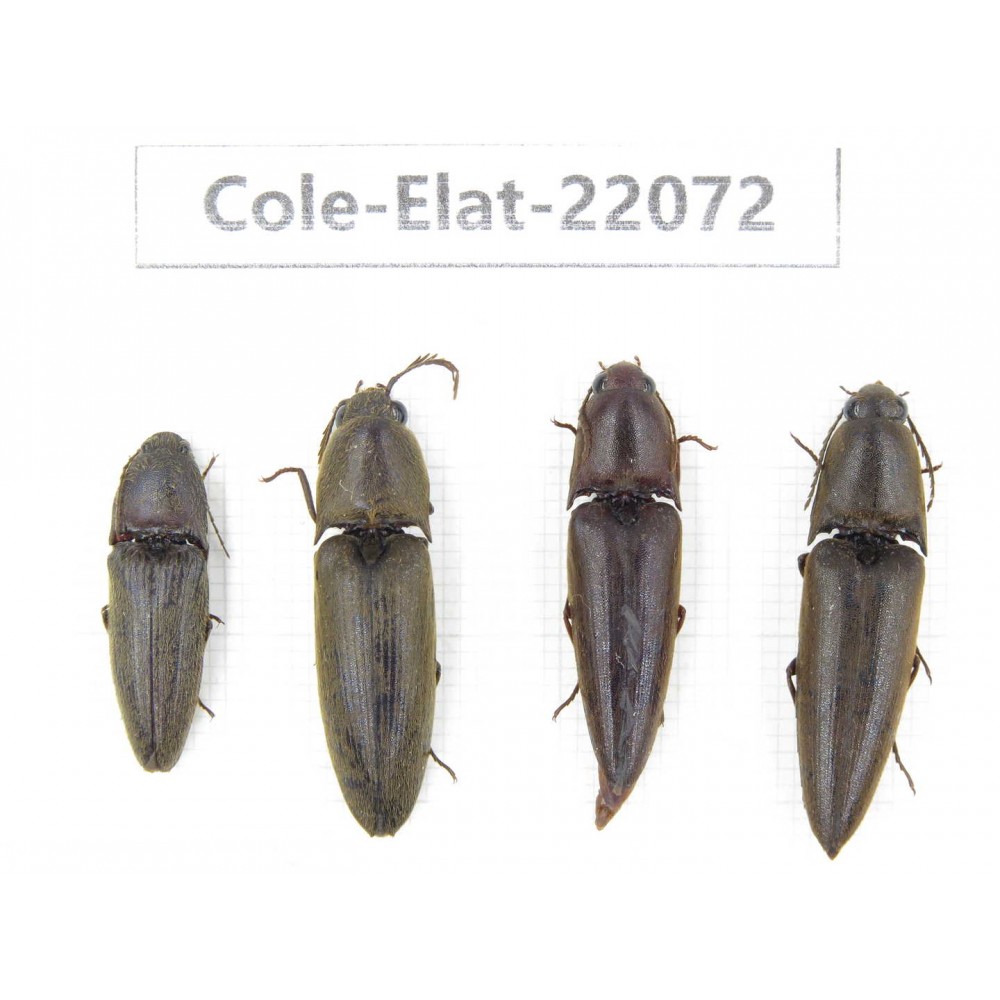 Elateridae sp. China, Guizhou, Qiandongnan, Rongjiang county. 4Pcs. Cole-Elat-22072.
