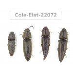 Elateridae sp. China, Guizhou, Qiandongnan, Rongjiang county. 4Pcs. Cole-Elat-22072.