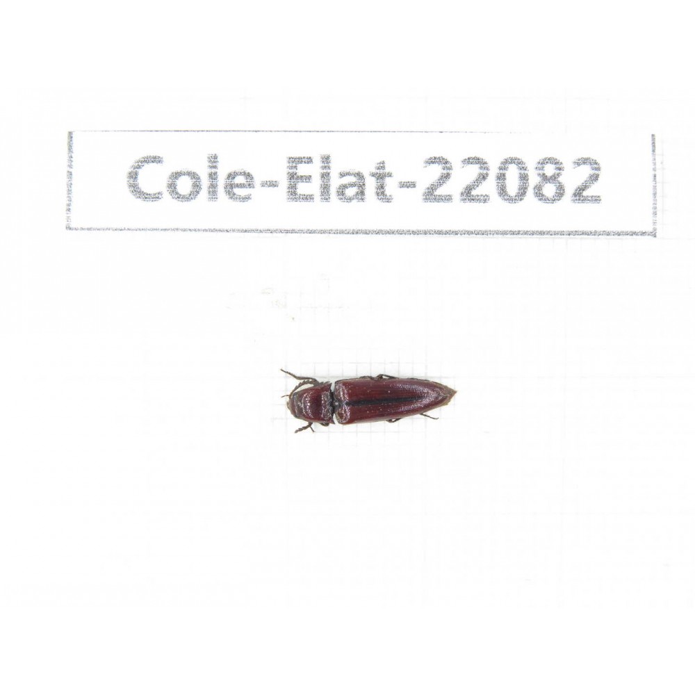 Elateridae sp. China, Yunnan, Dehong, Yingjiang county. 1Pcs. Cole-Elat-22082.