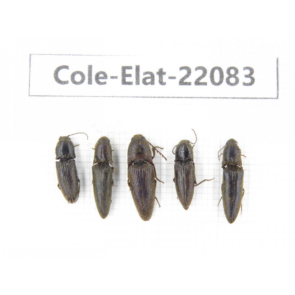 Elateridae sp. China, Yunnan, Dehong, Yingjiang county. 5Pcs. Cole-Elat-22083.