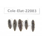 Elateridae sp. China, Yunnan, Dehong, Yingjiang county. 5Pcs. Cole-Elat-22083.