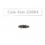 Elateridae sp. China, Yunnan, Dehong, Yingjiang county. 1Pcs. Cole-Elat-22084.