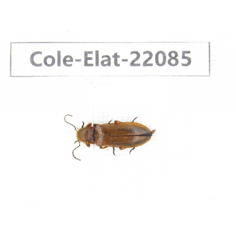 Elateridae sp. China, Yunnan, Dehong, Yingjiang county. 1Pcs. Cole-Elat-22085.