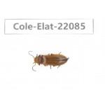 Elateridae sp. China, Yunnan, Dehong, Yingjiang county. 1Pcs. Cole-Elat-22085.