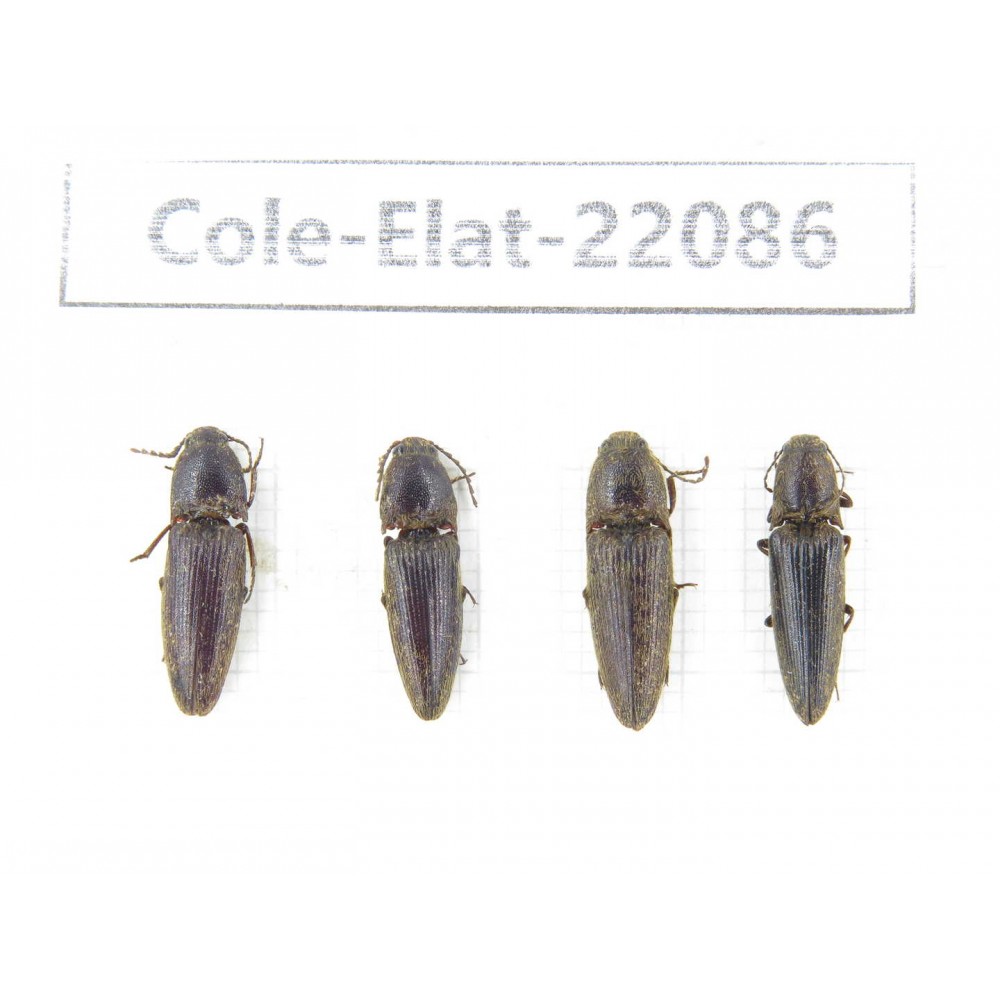 Elateridae sp. China, Yunnan, Dehong, Yingjiang county. 4Pcs. Cole-Elat-22086.