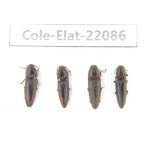 Elateridae sp. China, Yunnan, Dehong, Yingjiang county. 4Pcs. Cole-Elat-22086.