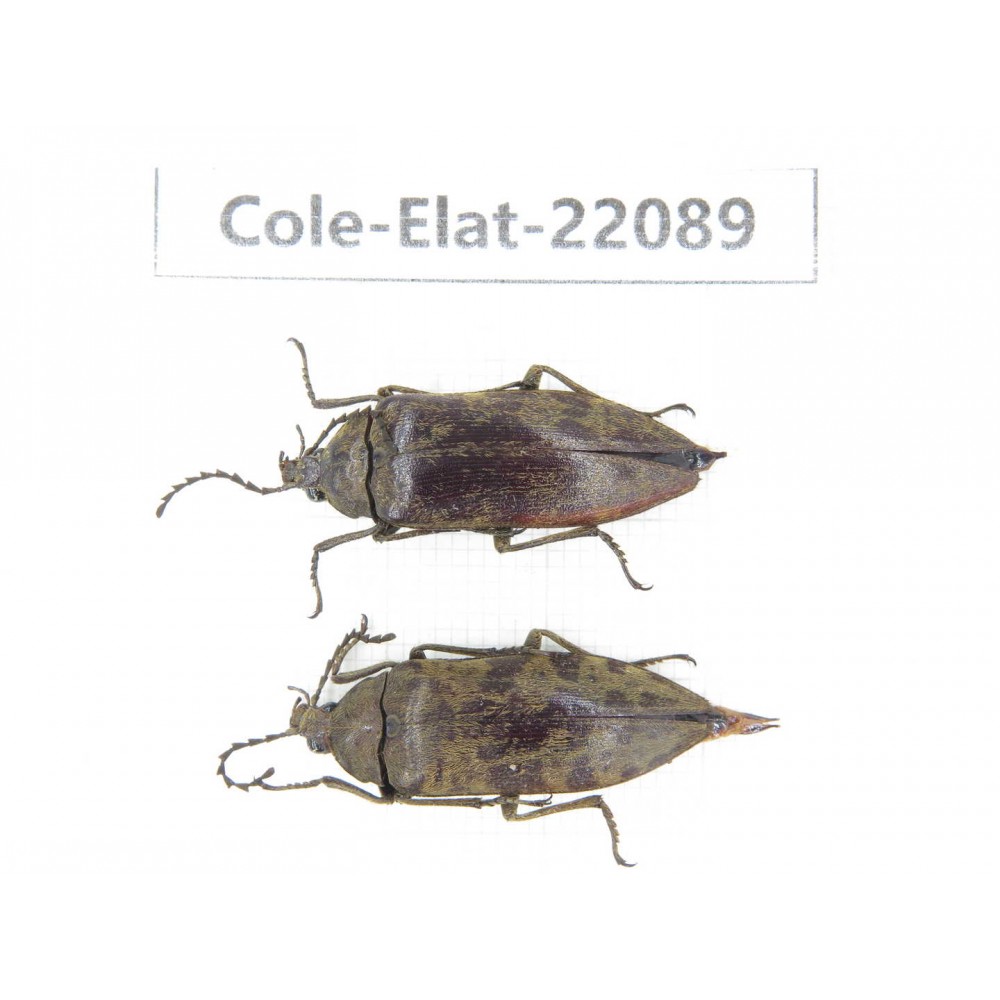 Elateridae sp. China, Yunnan, Dehong, Yingjiang county. 2Pcs. Cole-Elat-22089.