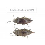 Elateridae sp. China, Yunnan, Dehong, Yingjiang county. 2Pcs. Cole-Elat-22089.