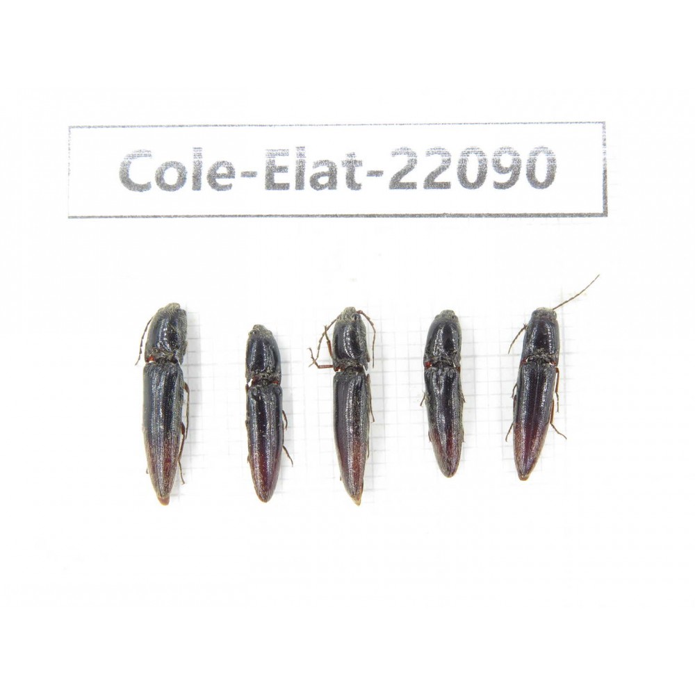 Elateridae sp. China, Yunnan, Dehong, Yingjiang county. 5Pcs. Cole-Elat-22090.