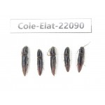 Elateridae sp. China, Yunnan, Dehong, Yingjiang county. 5Pcs. Cole-Elat-22090.