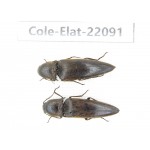 Elateridae sp. China, Yunnan, Dehong, Yingjiang county. 2Pcs. Cole-Elat-22091.