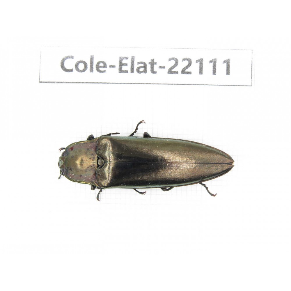 Elateridae sp. China, Yunnan, Dehong, Yingjiang county. 1Pcs. Cole-Elat-22111.