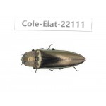 Elateridae sp. China, Yunnan, Dehong, Yingjiang county. 1Pcs. Cole-Elat-22111.