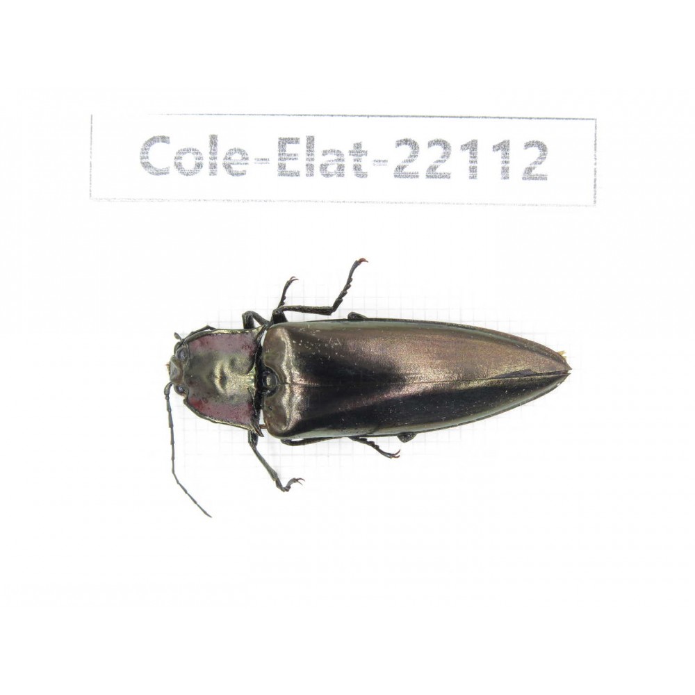 Elateridae sp. China, Yunnan, Dehong, Yingjiang county. 1Pcs. Cole-Elat-22112.