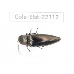 Elateridae sp. China, Yunnan, Dehong, Yingjiang county. 1Pcs. Cole-Elat-22112.