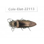 Elateridae sp. China, Yunnan, Dehong, Yingjiang county. 1Pcs. Cole-Elat-22113.