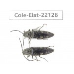 Elateridae sp. China, Tibet, Linzhi, Bomi county. 2Pcs. Cole-Elat-22128.