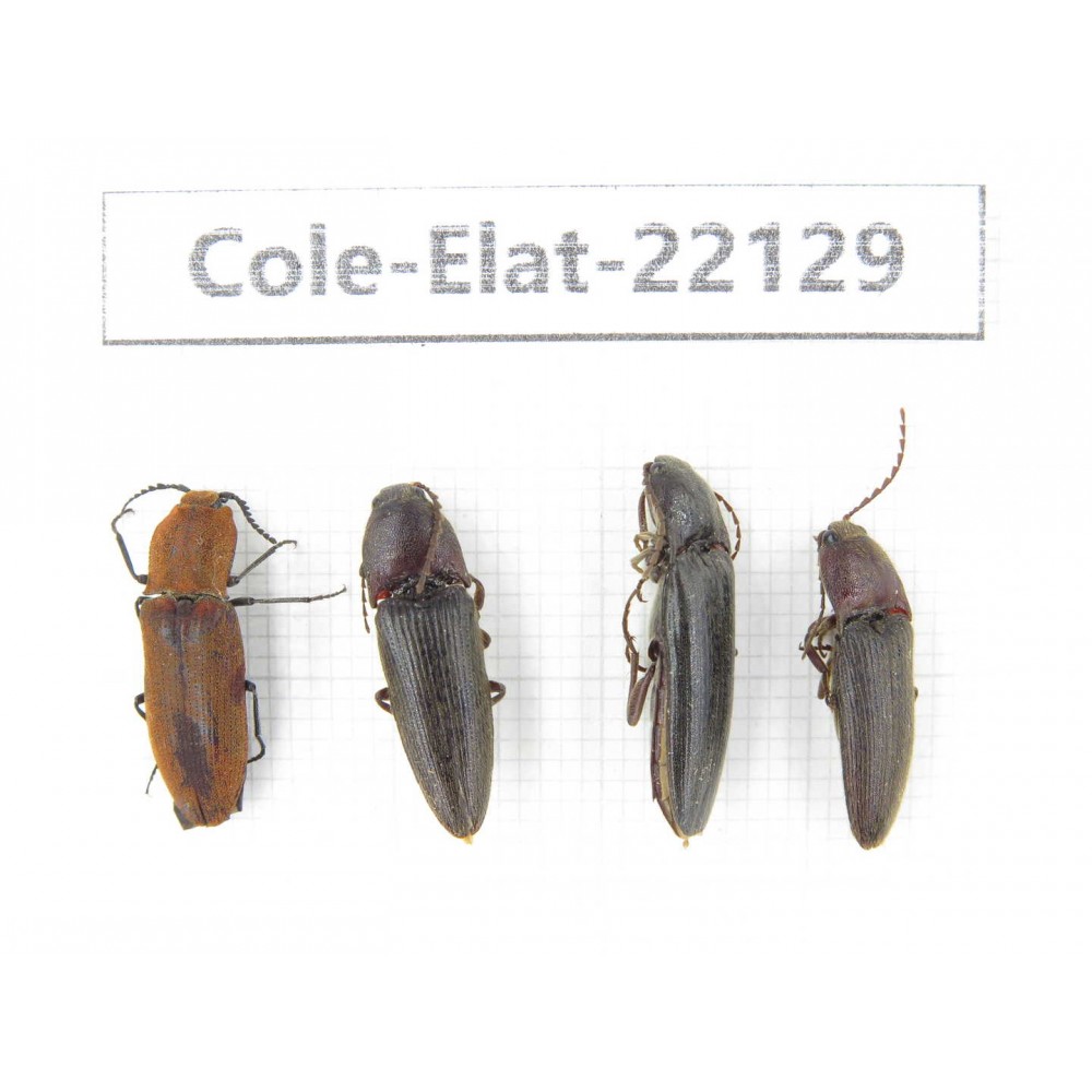 Elateridae sp. China, Tibet, Linzhi, Bomi county. 4Pcs. Cole-Elat-22129.