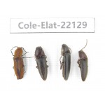Elateridae sp. China, Tibet, Linzhi, Bomi county. 4Pcs. Cole-Elat-22129.