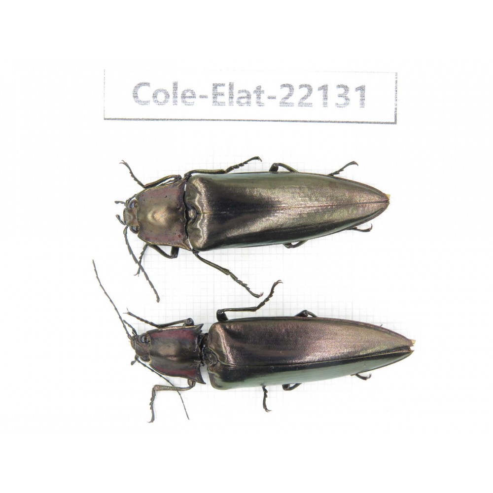 Elateridae sp. China,  Yunnan, Baoshan, Tengchong. 2Pcs. Cole-Elat-22131.