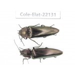 Elateridae sp. China,  Yunnan, Baoshan, Tengchong. 2Pcs. Cole-Elat-22131.