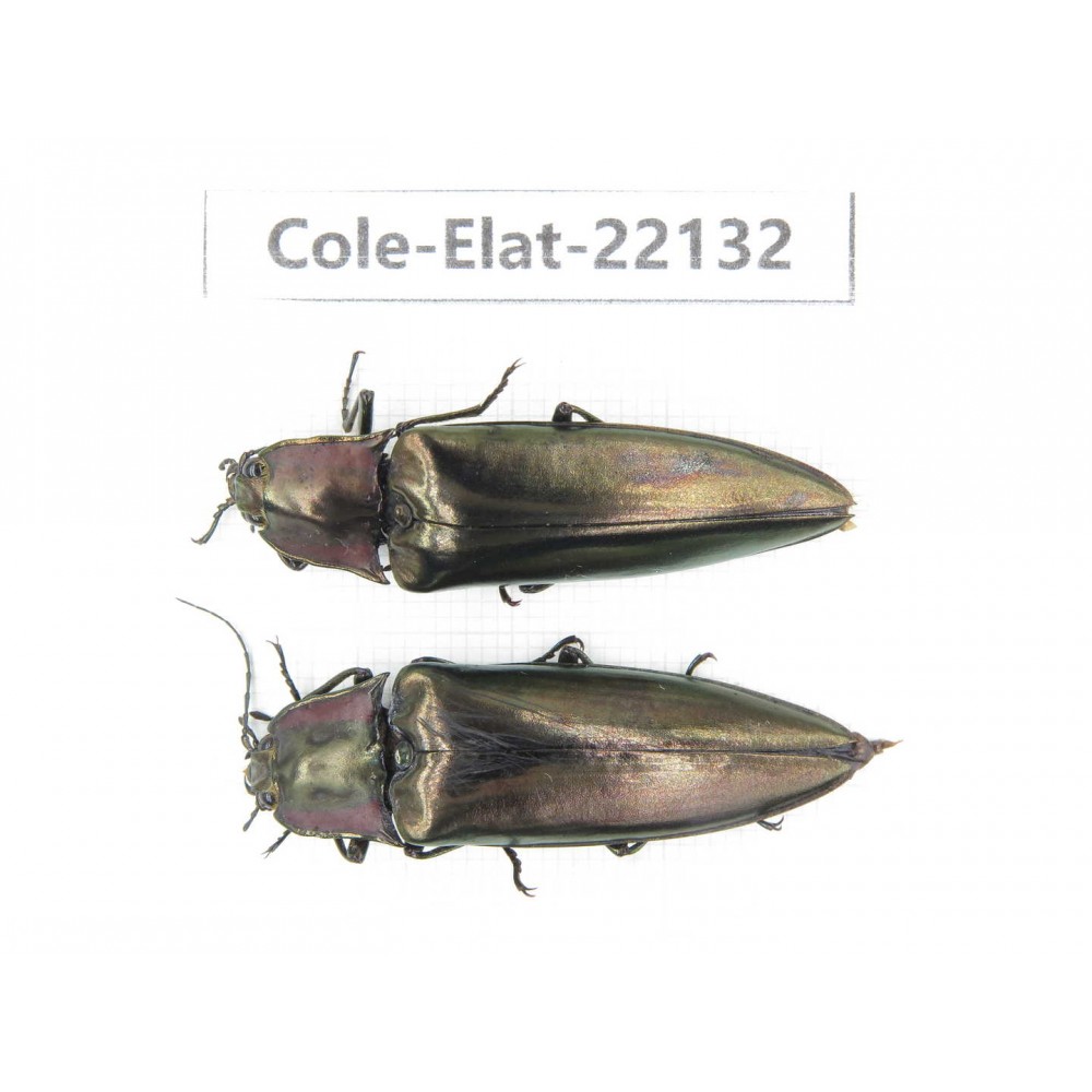 Elateridae sp. China,  Yunnan, Baoshan, Tengchong. 2Pcs. Cole-Elat-22132.