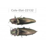 Elateridae sp. China,  Yunnan, Baoshan, Tengchong. 2Pcs. Cole-Elat-22132.