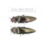 Elateridae sp. China,  Yunnan, Baoshan, Tengchong. 2Pcs. Cole-Elat-22133.