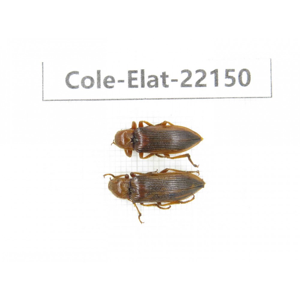 Elateridae sp. China,  Yunnan, Dehong, Longchuan. 2Pcs. Cole-Elat-22150.