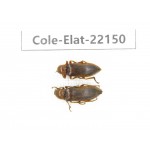 Elateridae sp. China,  Yunnan, Dehong, Longchuan. 2Pcs. Cole-Elat-22150.