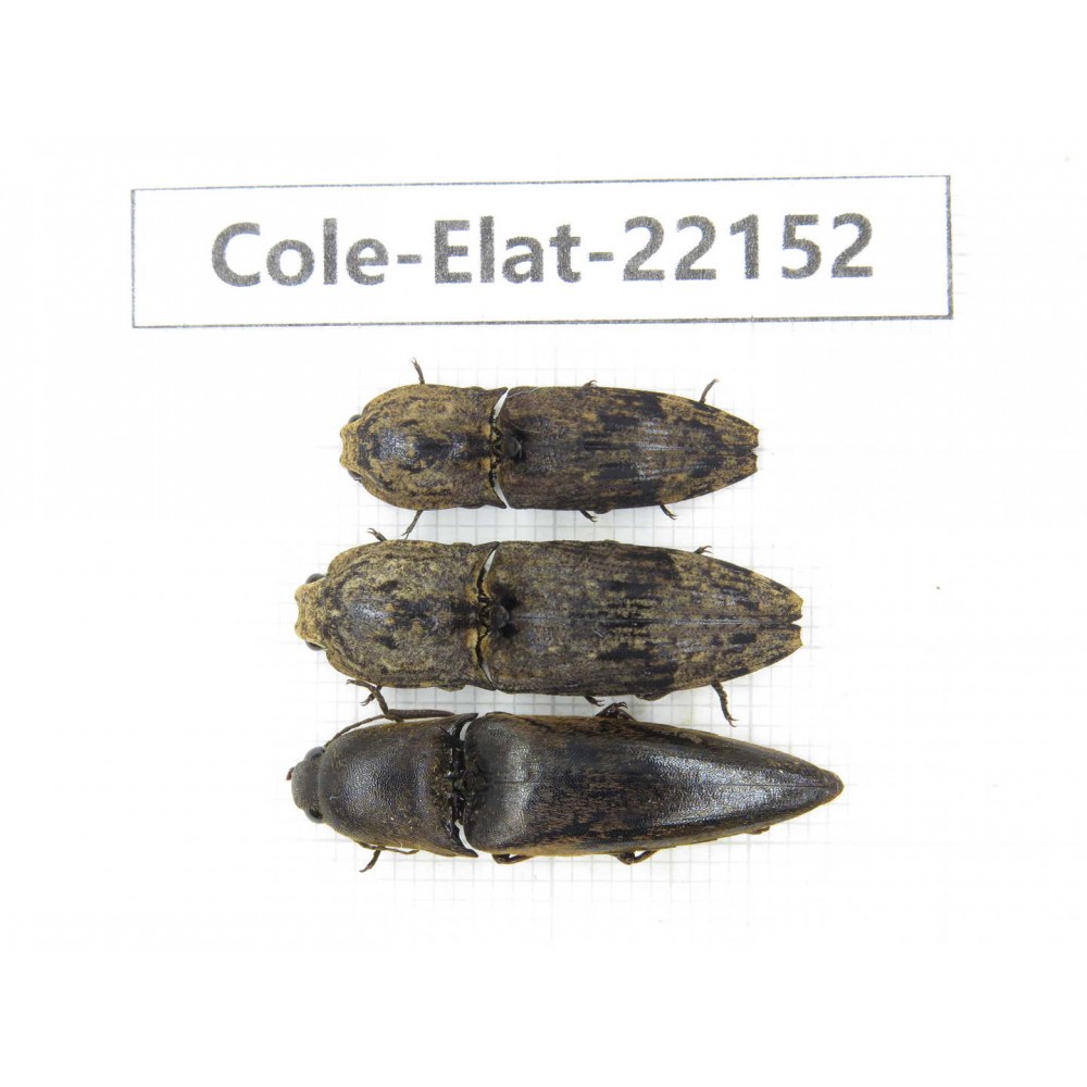 Elateridae sp. China,  Yunnan, Dehong, Longchuan. 3Pcs. Cole-Elat-22152.