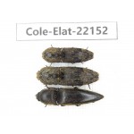 Elateridae sp. China,  Yunnan, Dehong, Longchuan. 3Pcs. Cole-Elat-22152.