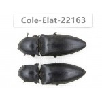 Elateridae sp. China,  Yunnan, Dehong, Longchuan. 2Pcs. Cole-Elat-22163.