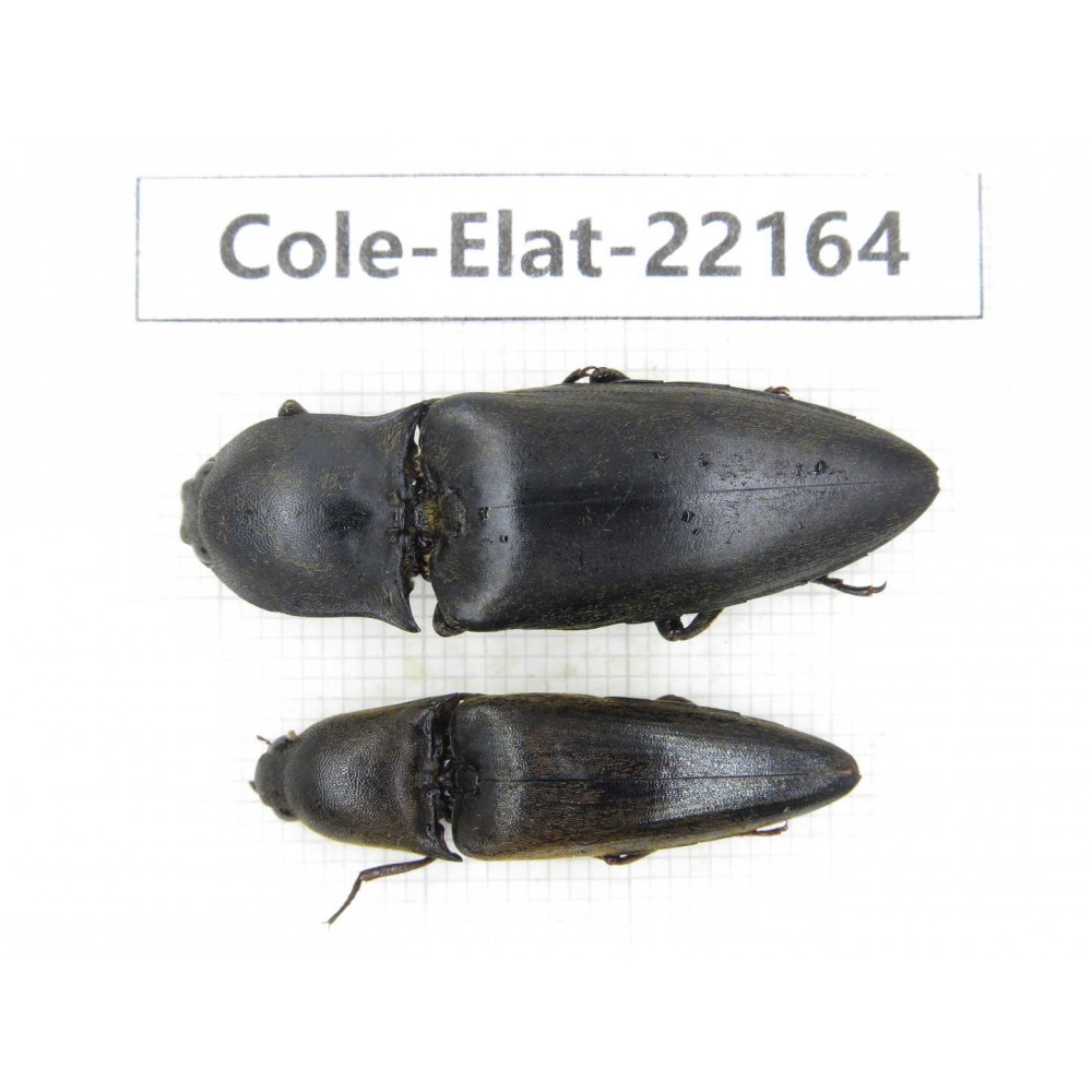 Elateridae sp. China,  Yunnan, Dehong, Longchuan. 2Pcs. Cole-Elat-22164.