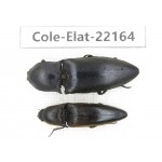Elateridae sp. China,  Yunnan, Dehong, Longchuan. 2Pcs. Cole-Elat-22164.