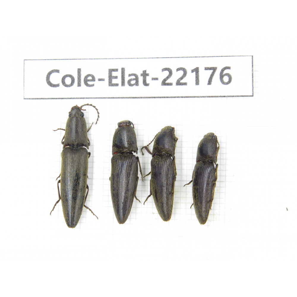 Elateridae sp. China,  Yunnan, Dehong, Longchuan. 4Pcs. Cole-Elat-22176.