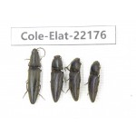 Elateridae sp. China,  Yunnan, Dehong, Longchuan. 4Pcs. Cole-Elat-22176.
