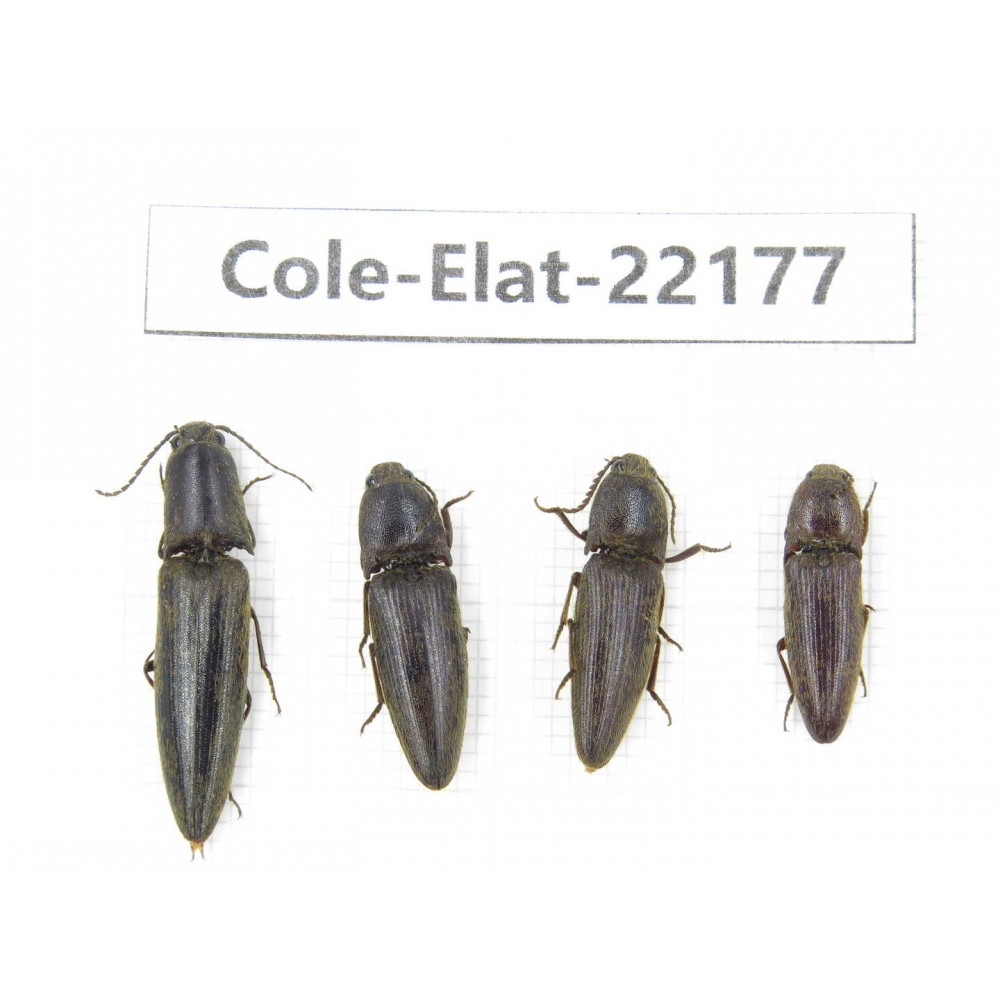 Elateridae sp. China,  Yunnan, Dehong, Longchuan. 4Pcs. Cole-Elat-22177.
