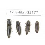Elateridae sp. China,  Yunnan, Dehong, Longchuan. 4Pcs. Cole-Elat-22177.
