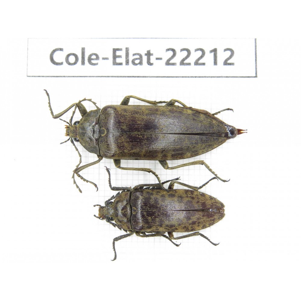 Elateridae sp. China,  Yunnan, Dehong, Longchuan. 2Pcs. Cole-Elat-22212.