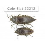 Elateridae sp. China,  Yunnan, Dehong, Longchuan. 2Pcs. Cole-Elat-22212.