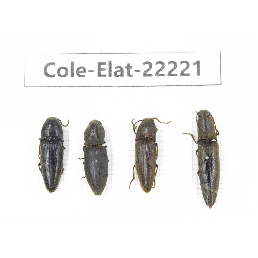 Elateridae sp. China,  Yunnan, Dehong, Longchuan. 4Pcs. Cole-Elat-22221.