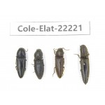 Elateridae sp. China,  Yunnan, Dehong, Longchuan. 4Pcs. Cole-Elat-22221.