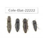 Elateridae sp. China, Yunnan, Dehong, Longchuan. 4Pcs. Cole-Elat-22222.